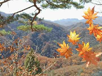 能源政策最新动态揭秘，未来能源发展蓝图展望